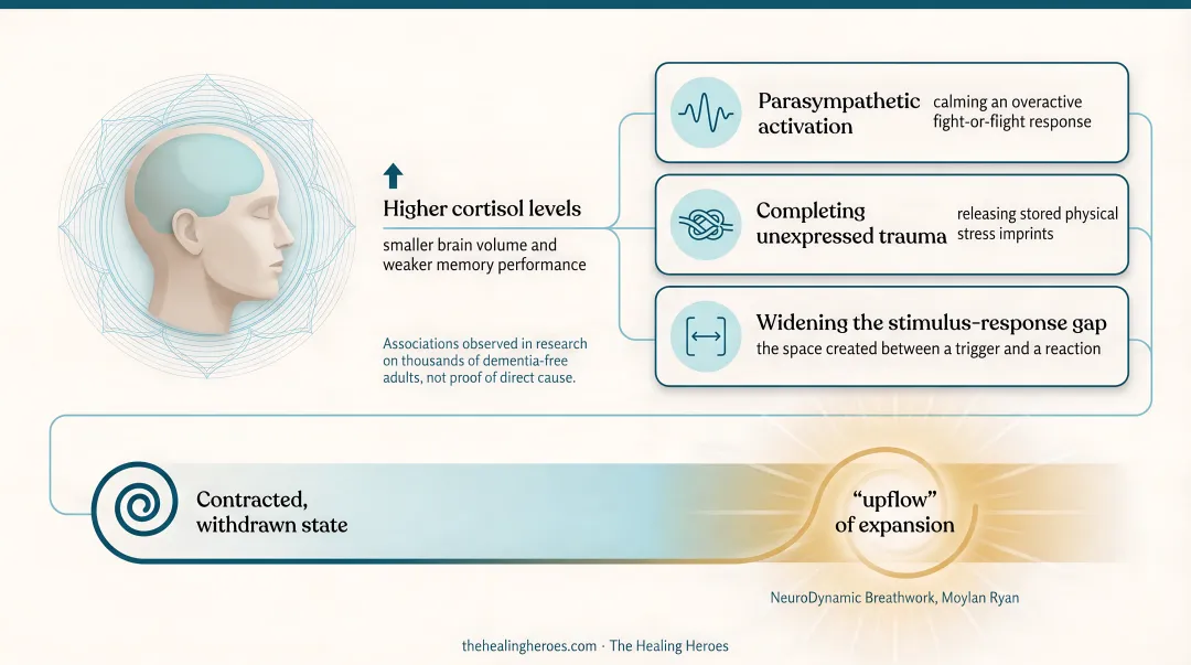 Three mechanisms of NeuroDynamic Breathwork for nervous system regulation