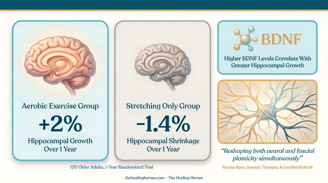 Aerobic exercise versus stretching effects on hippocampal brain volume