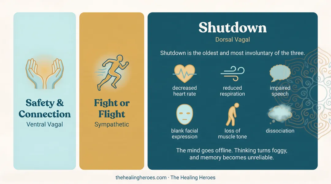 Polyvagal Theory three nervous system states comparison chart with symptoms