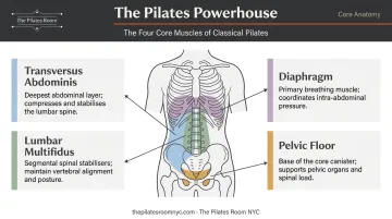 Pilates core powerhouse deep stabilizer muscles anatomy diagram for back pain