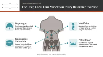 Four deep core stabilizing muscles activated during every Pilates Reformer exercise