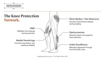 Five key muscle groups protecting knee stability and joint mechanics diagram