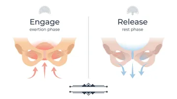 Illustration of pelvic floor muscle function showing contraction and release phases during exercise
