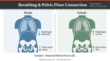 Diaphragm and pelvic floor coordinated breathing cycle inhale exhale movement diagram