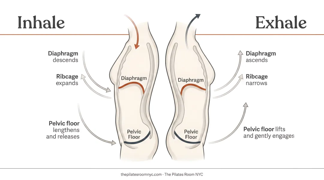 Diaphragm and pelvic floor coordinated breathing cycle inhale exhale movement diagram