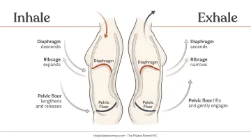Diaphragm and pelvic floor coordinated breathing cycle inhale exhale movement diagram