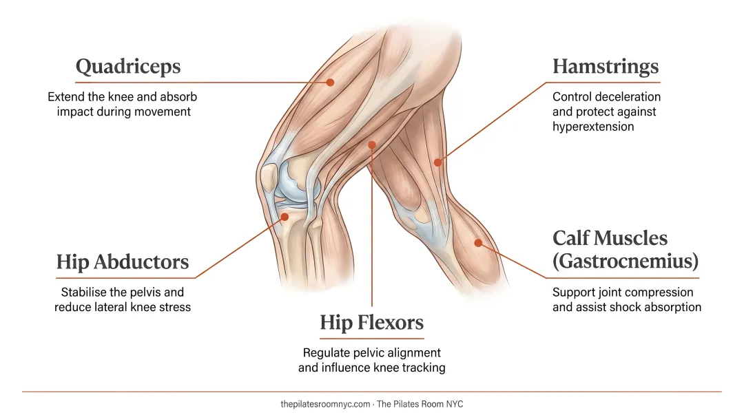 Five key muscle groups protecting knee stability and joint mechanics diagram