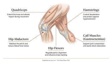 Five key muscle groups protecting knee stability and joint mechanics diagram