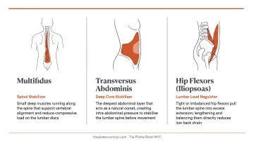 Three key muscles targeted by Pilates for lower back pain relief