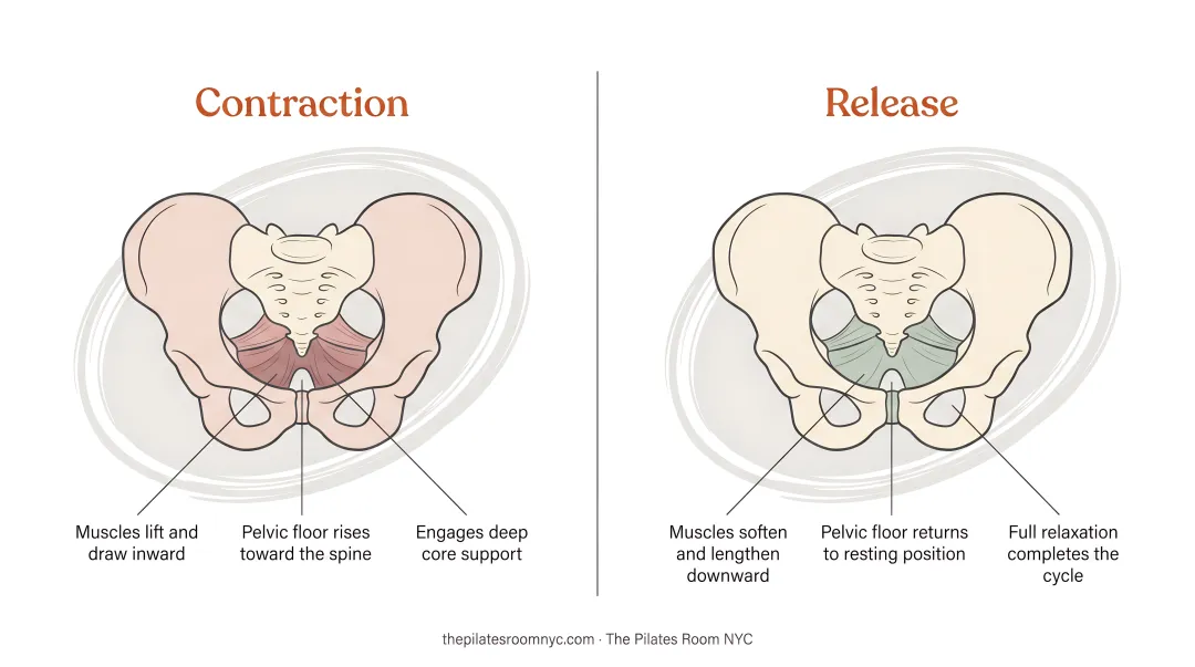 Illustration of pelvic floor muscle function showing contraction and release phases during exercise
