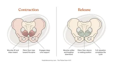 Illustration of pelvic floor muscle function showing contraction and release phases during exercise