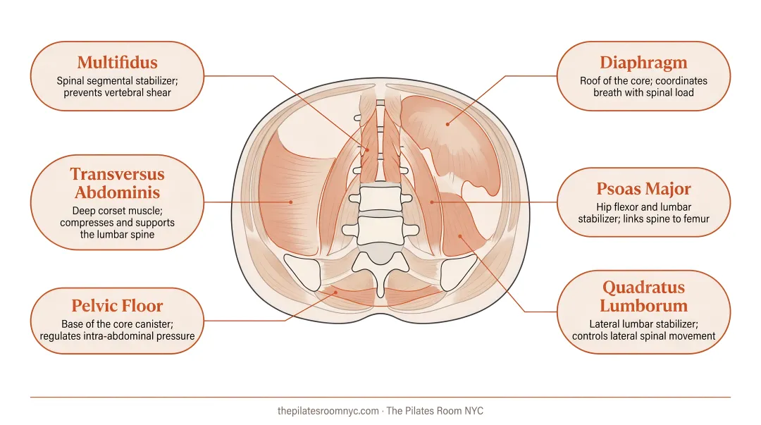 Pilates core powerhouse deep stabilizer muscles anatomy diagram for back pain