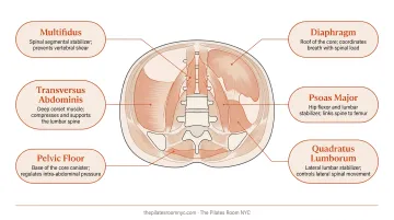 Pilates core powerhouse deep stabilizer muscles anatomy diagram for back pain