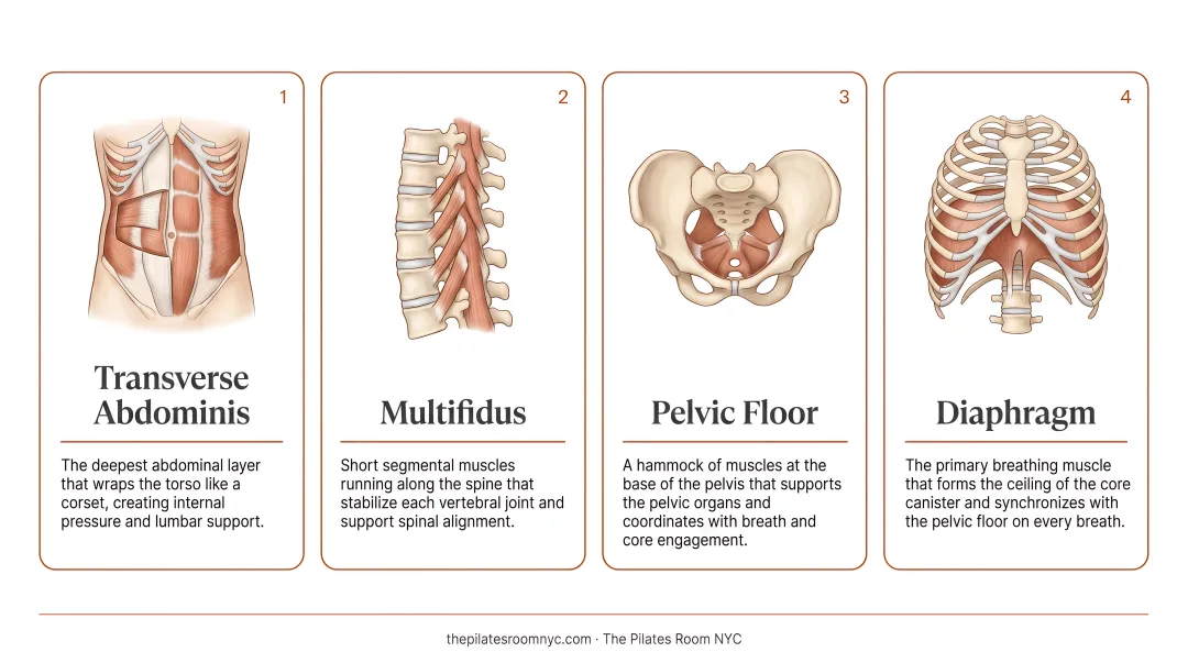 Four deep core stabilizing muscles activated during every Pilates Reformer exercise