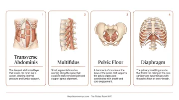 Four deep core stabilizing muscles activated during every Pilates Reformer exercise