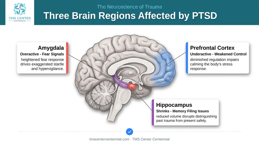 PTSD brain changes affecting amygdala prefrontal cortex hippocampus function