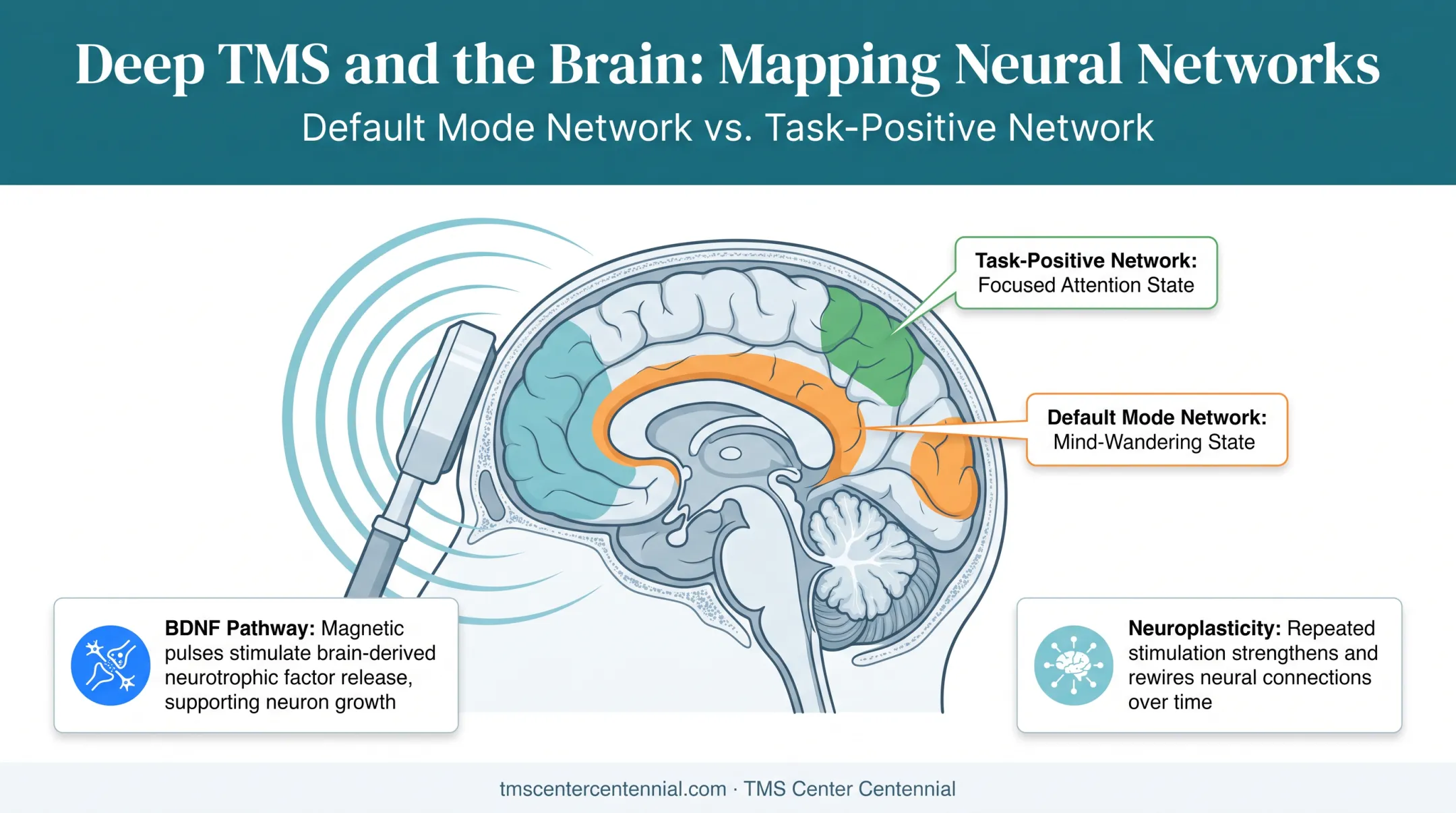 Brain diagram showing prefrontal cortex TMS stimulation and default mode network