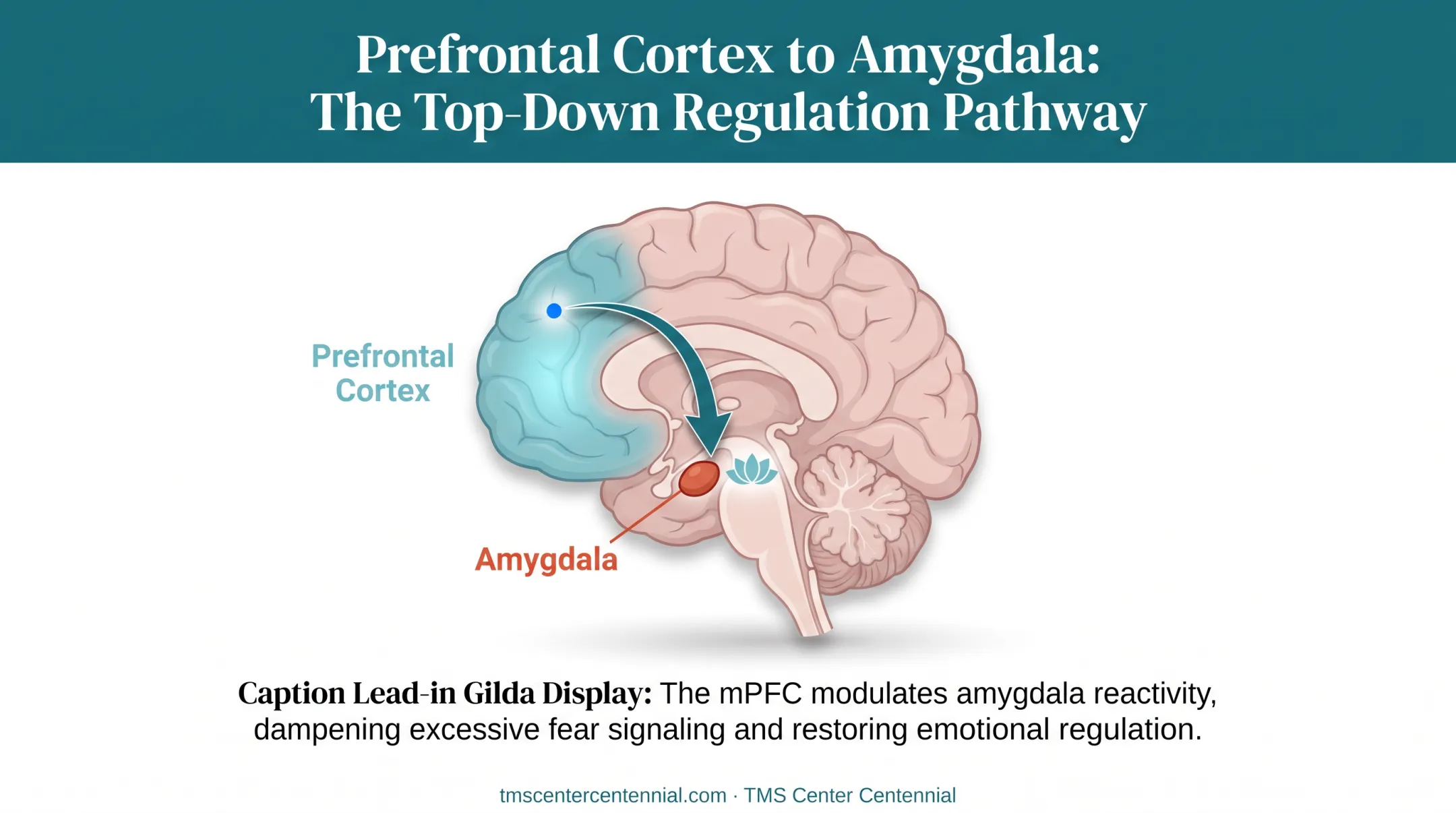 Brain diagram showing prefrontal cortex amygdala fear circuit pathway