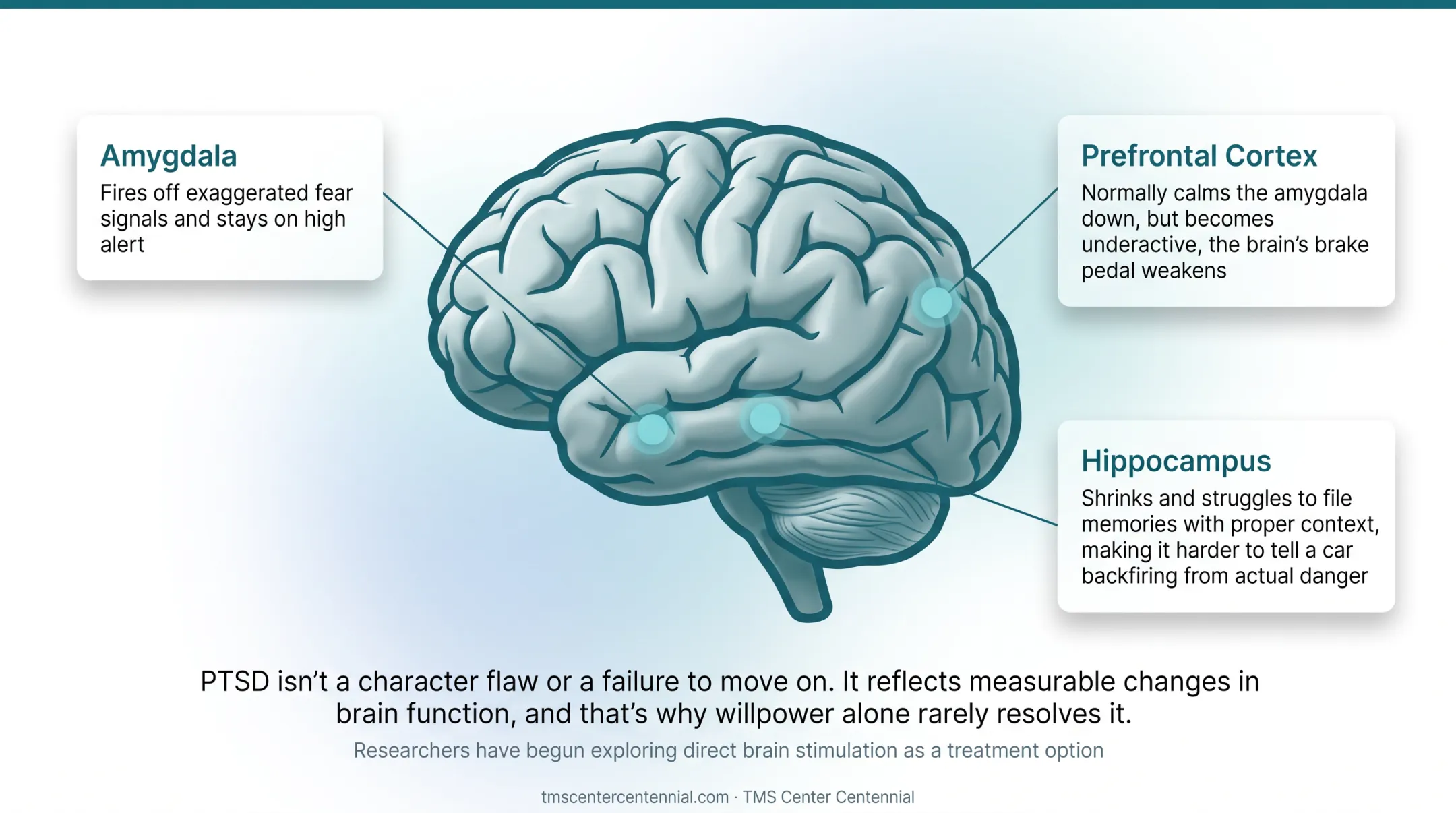 PTSD brain changes affecting amygdala prefrontal cortex hippocampus function