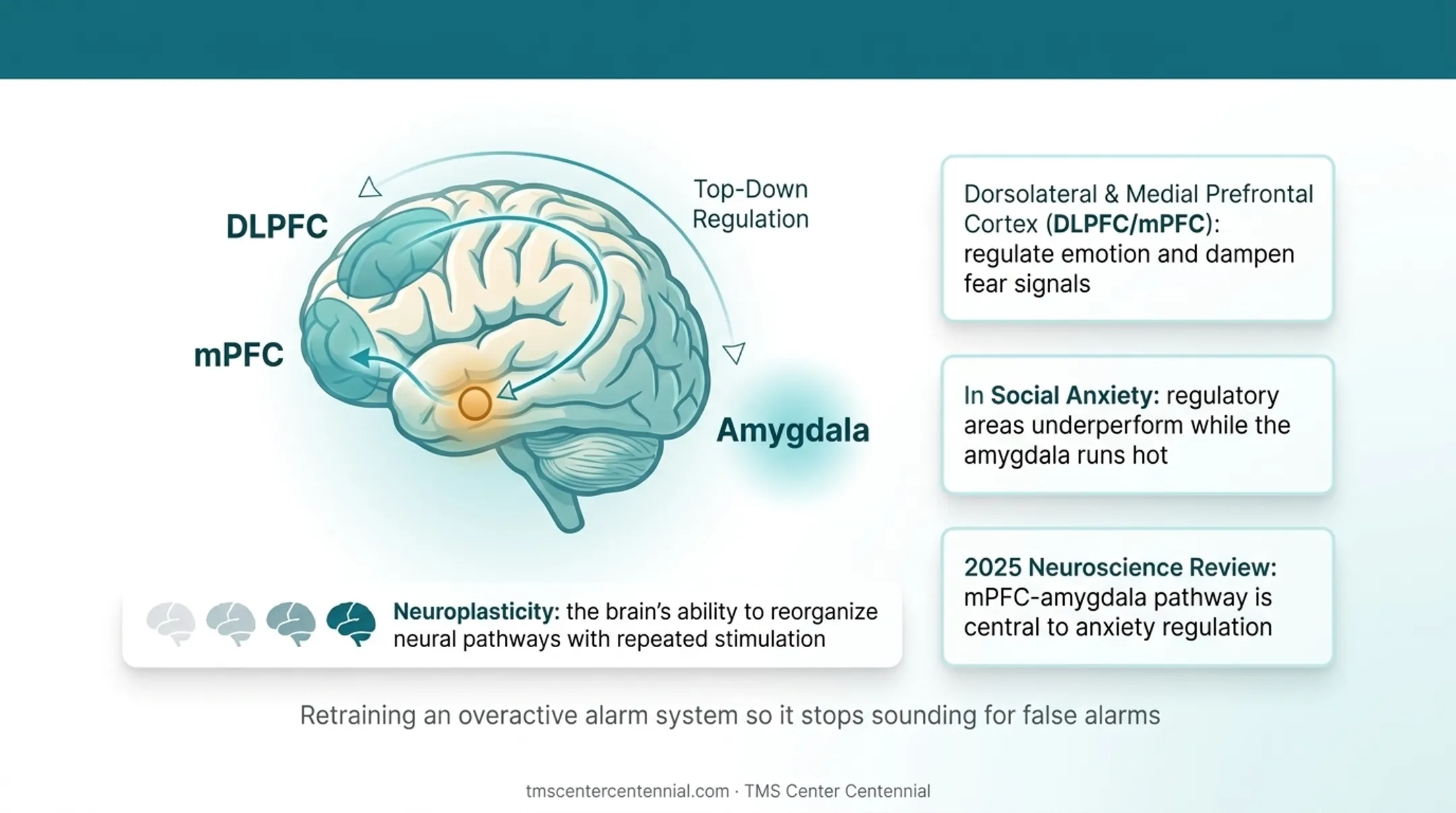 Brain diagram showing prefrontal cortex amygdala fear circuit pathway