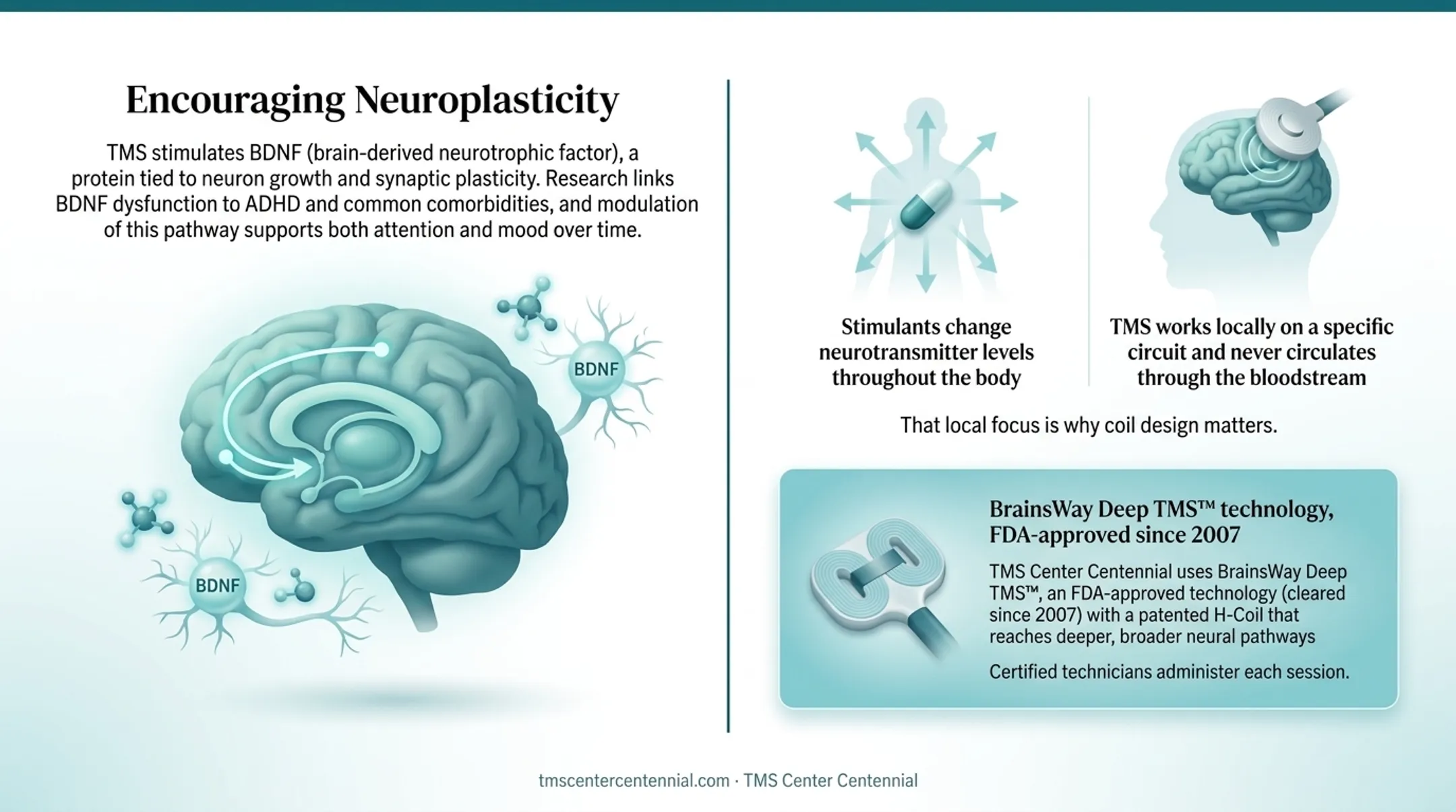Brain diagram showing prefrontal cortex TMS stimulation and default mode network