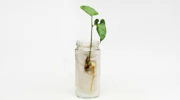 Bean seed germinating in clear jar showing root growth