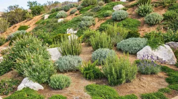 Native ground cover plants stabilizing Southern California hillside slope erosion control