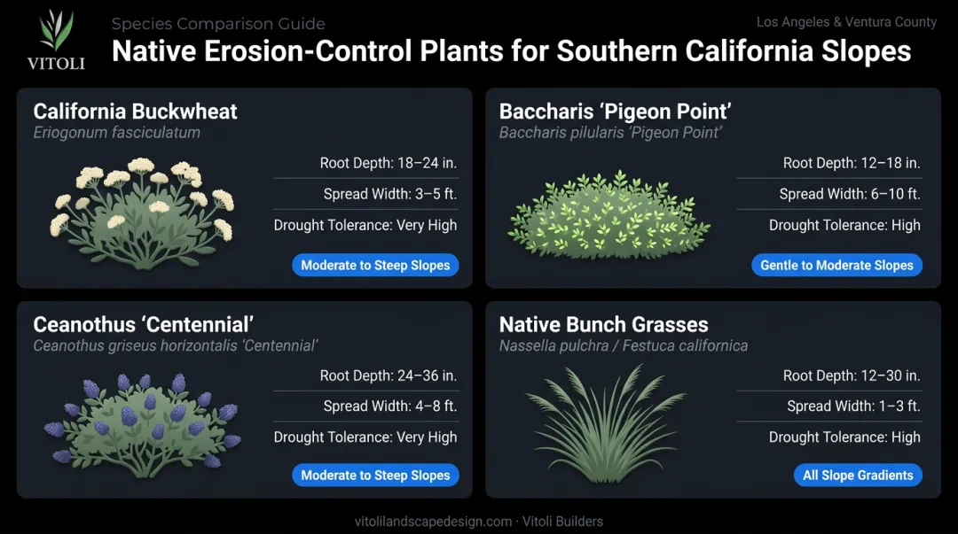 Four native California slope plants with erosion control characteristics comparison