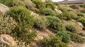 Southern California native slope vegetation coyote brush buckwheat manzanita erosion control