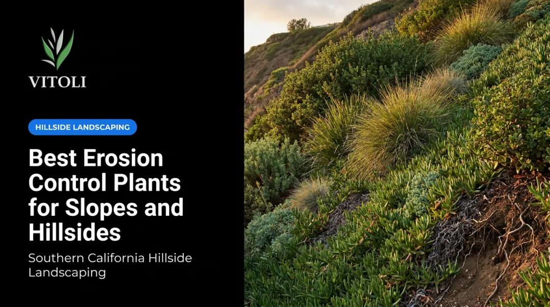 Best Erosion Control Plants for Slopes and Hillsides