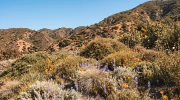 Native California groundcover plants stabilizing a dry sunny hillside slope