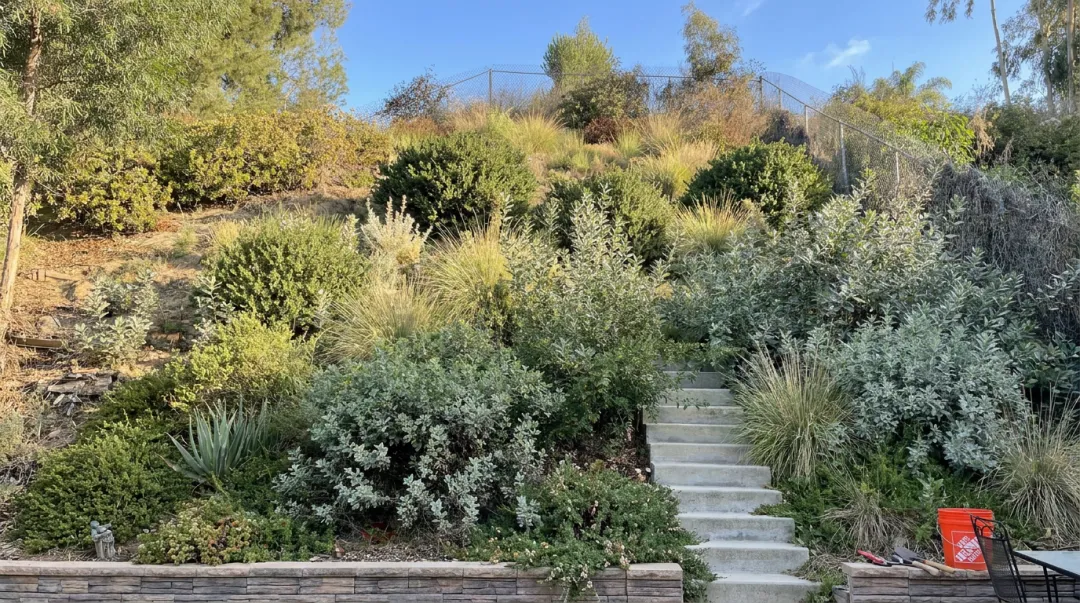Deep-rooted California native plants stabilizing terraced hillside slope faces