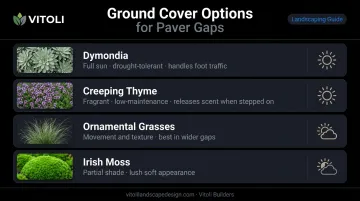 Four ground cover plants for paver gaps dymondia thyme grass and moss comparison