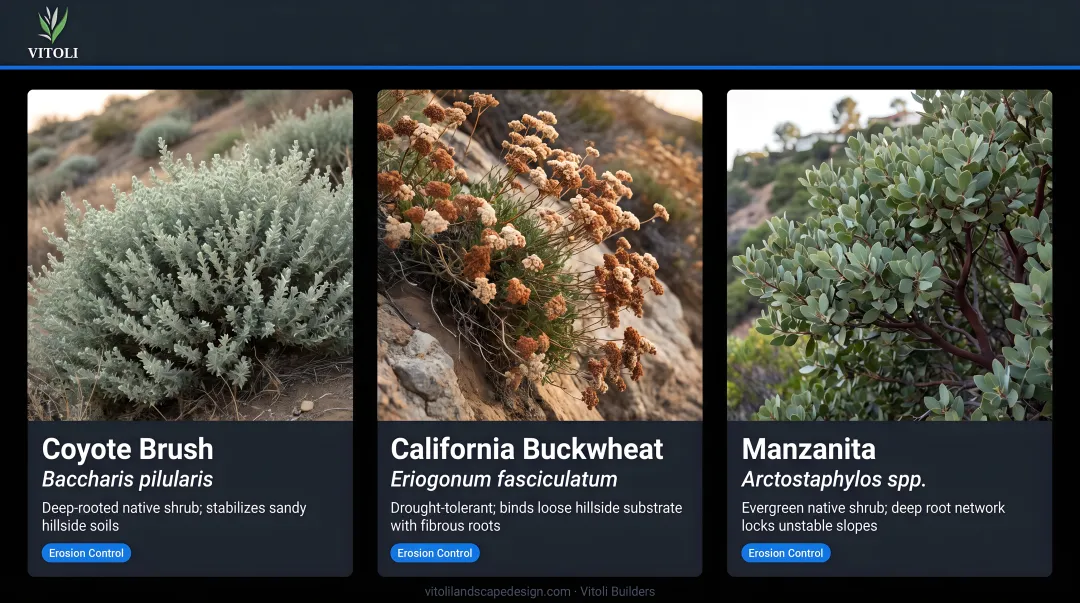 Southern California native slope vegetation coyote brush buckwheat manzanita erosion control
