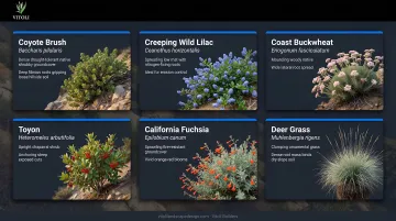 Native California groundcover plants stabilizing a dry sunny hillside slope