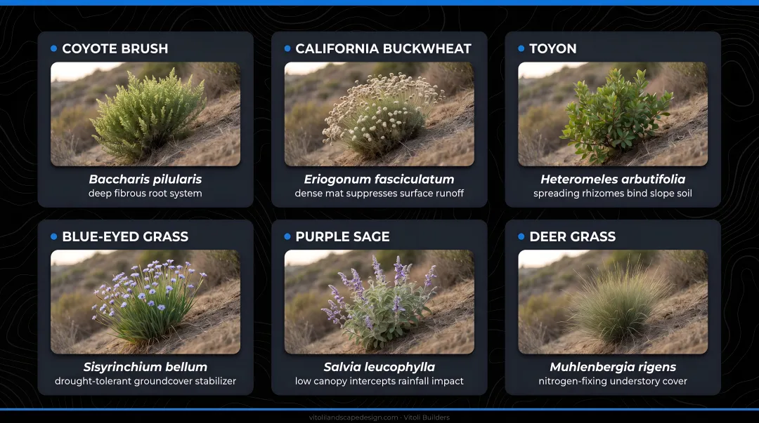 Native ground cover plants stabilizing Southern California hillside slope erosion control