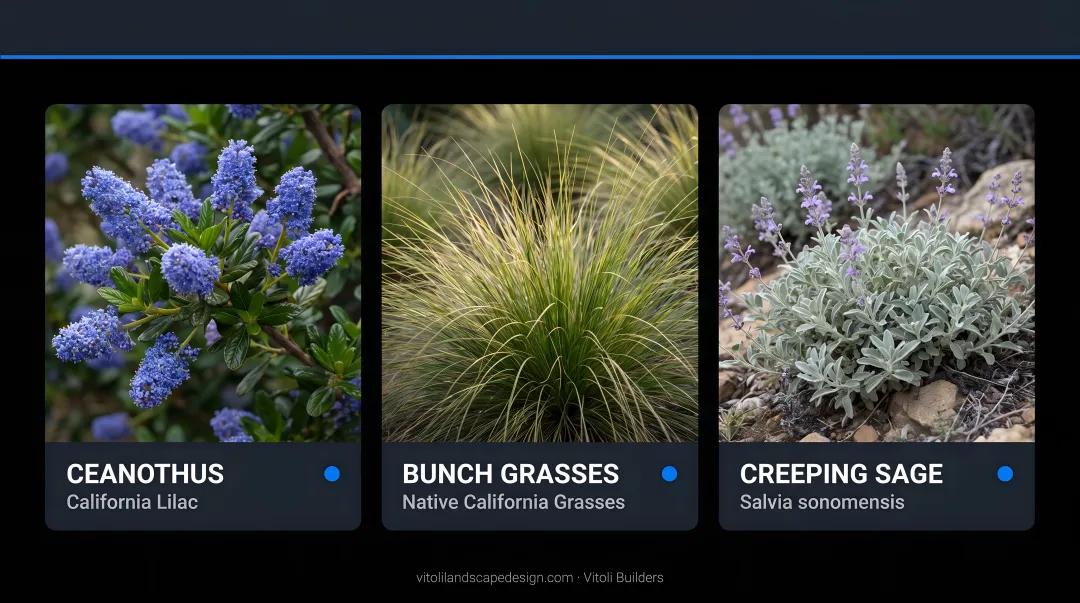 Native California slope plants including ceanothus bunch grasses and creeping sage