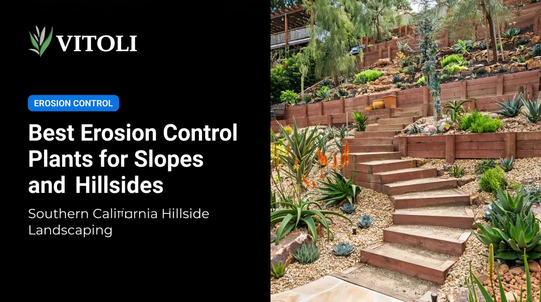 Best Erosion Control Plants for Slopes and Hillsides