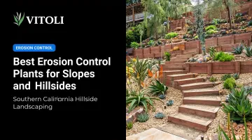 Best Erosion Control Plants for Slopes and Hillsides
