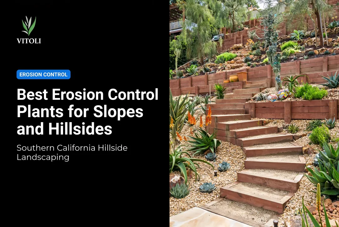 Best Erosion Control Plants for Slopes and Hillsides