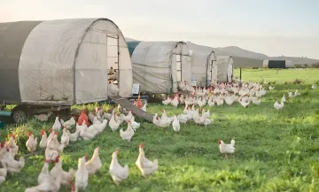 Veterinary Vaccine Adjuvant