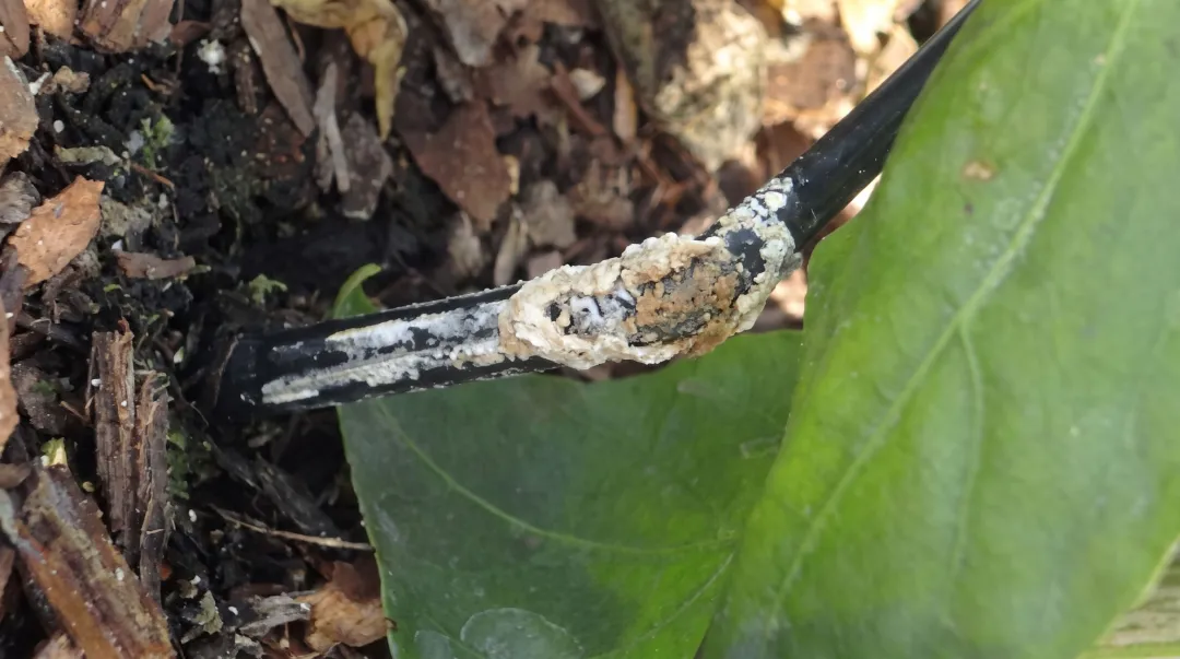 Clogged drip emitter with sediment buildup restricting water flow