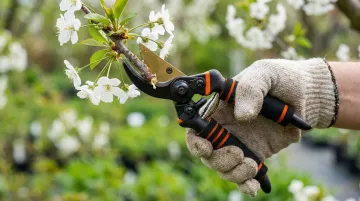 Professional nursery worker using bypass pruning shears on plant stems close-up